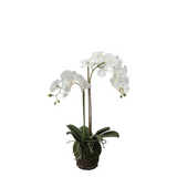 Artificial Orchid in Soil Small Size