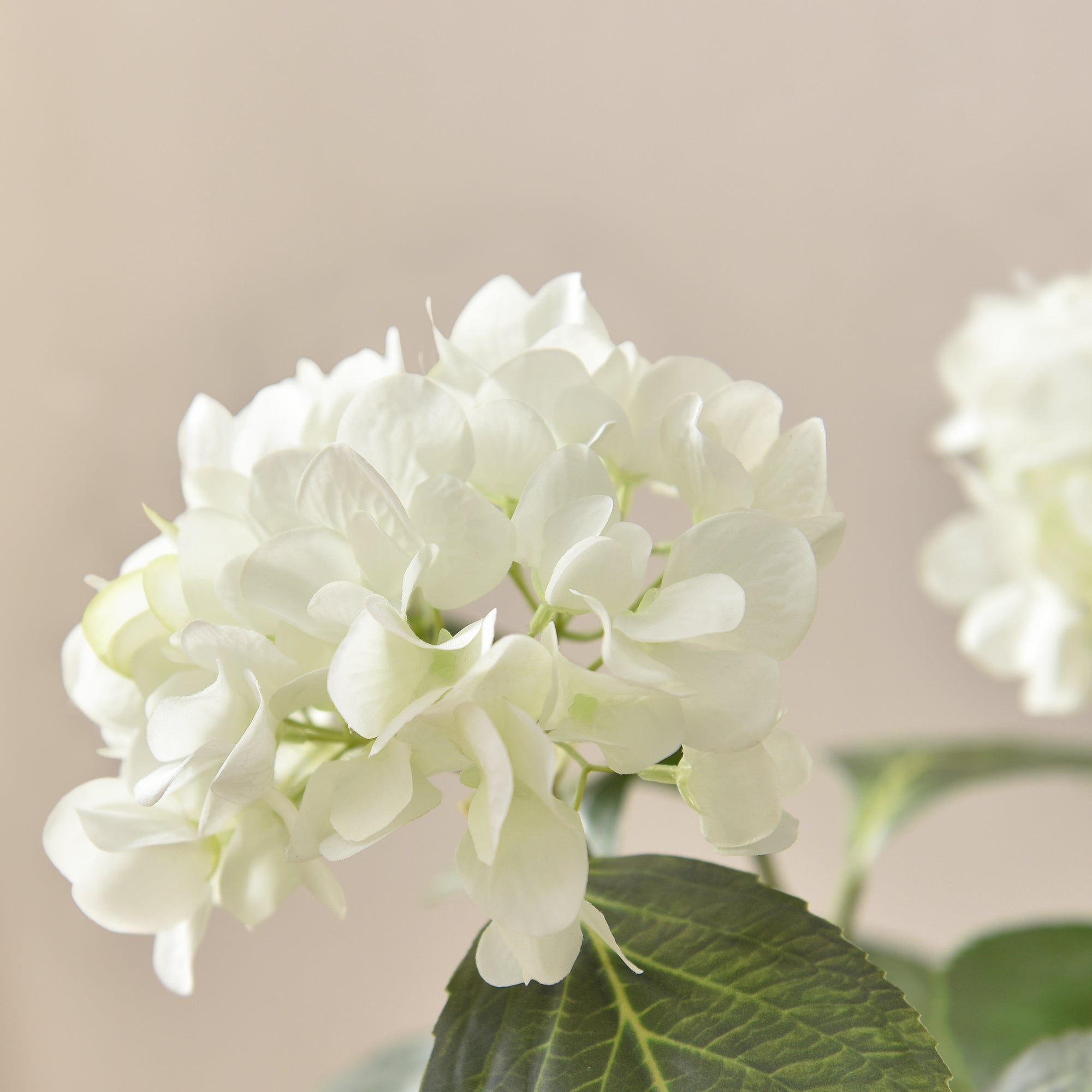 Hortensia en maceta