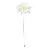 Gerbera SELENA