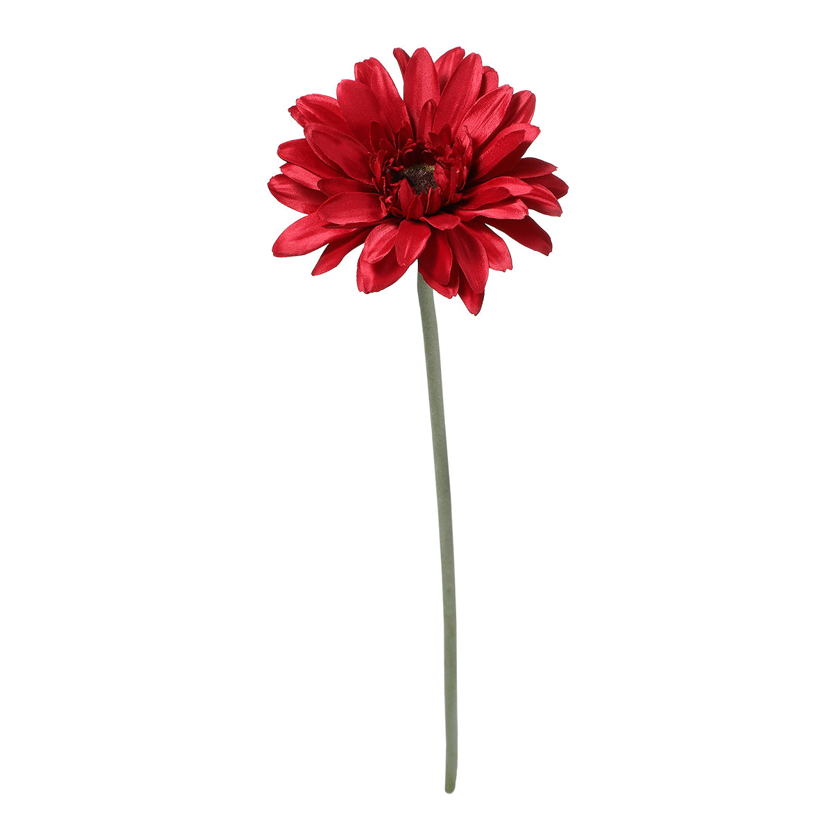Gerbera SELENA
