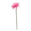 Gerbera SELENA