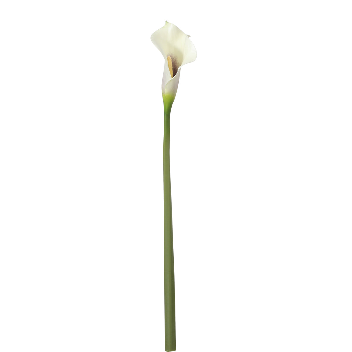 Tige d'Arum Calla