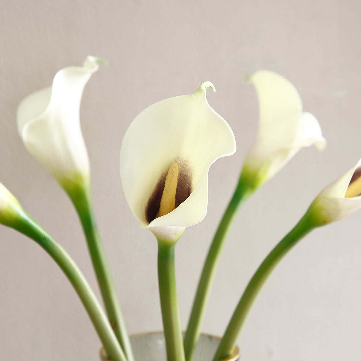 Tige d'Arum Calla