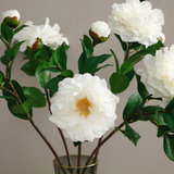 Stelo di Camelia con 2 boccioli