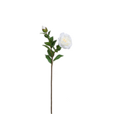 Tallo de Camelia con 2 capullos