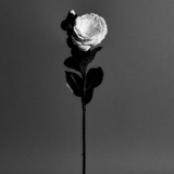 Tallo de Camelia con 2 capullos