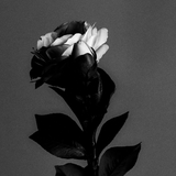 Tallo de Camelia con 2 capullos