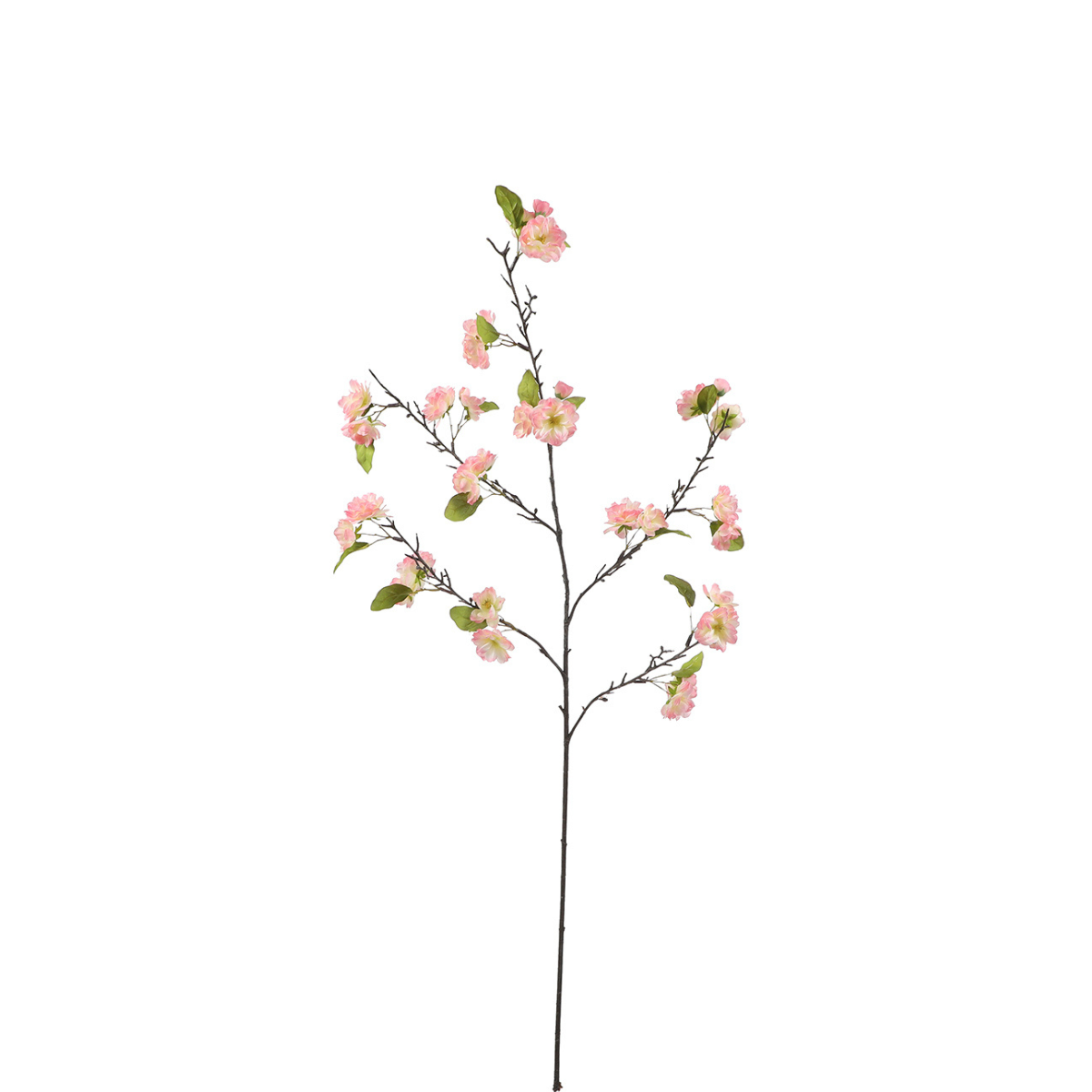Tige de Fleurs de Cerisier