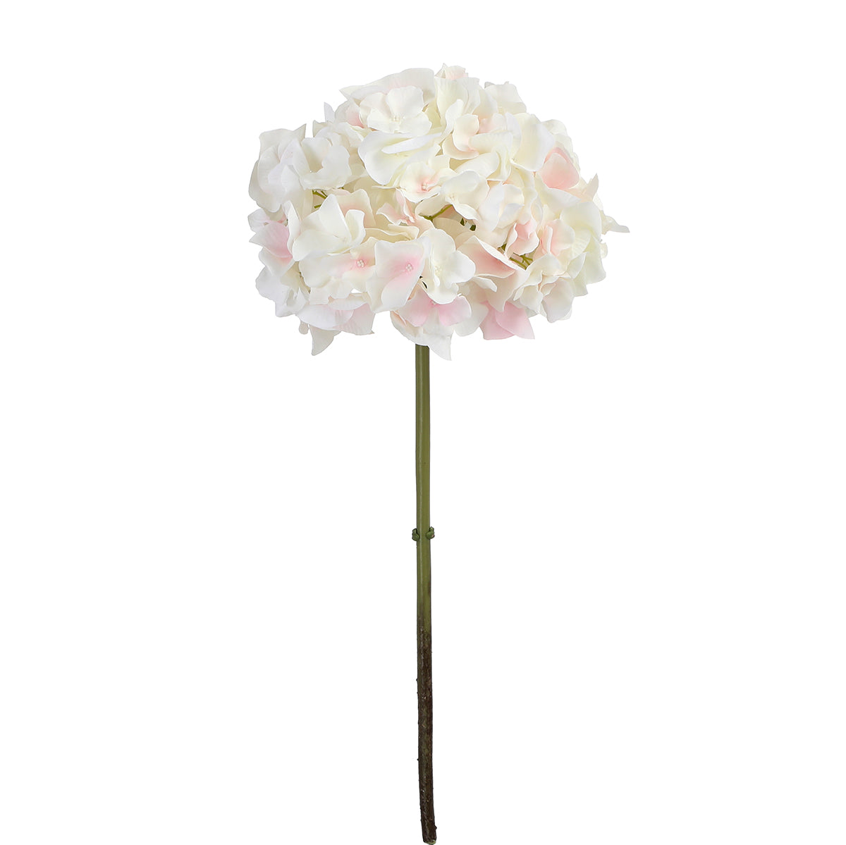 Tige d'Hortensia