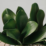 Orchid Leaf Foliage Small Size
