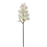 Cymbidium Orchid Stem
