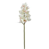 Orchidea Cymbidium H62