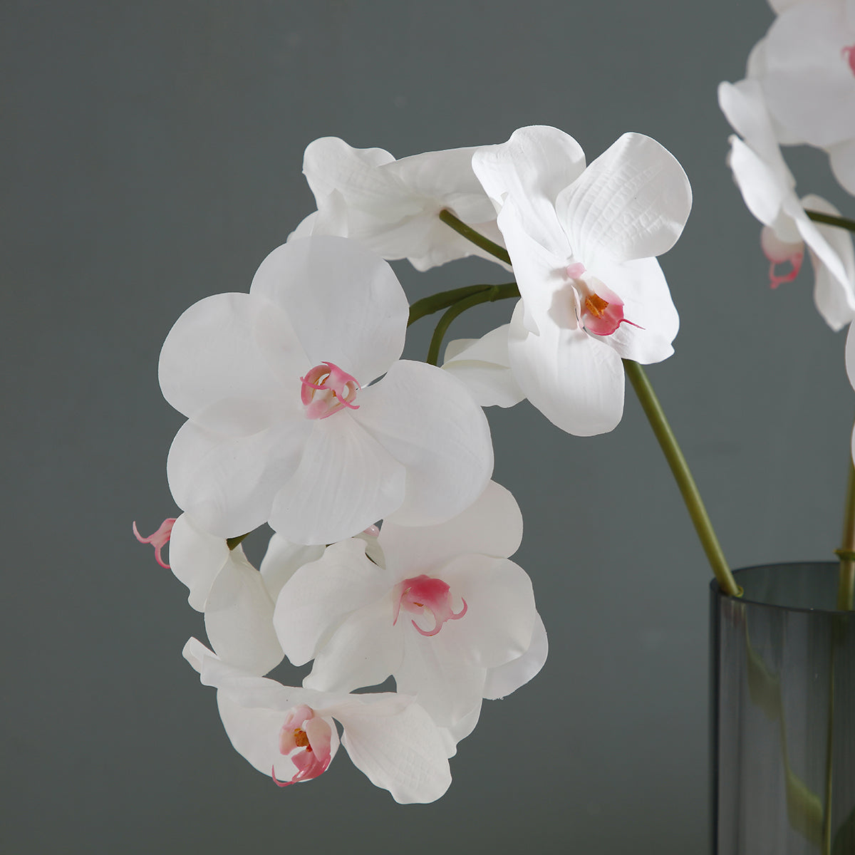 Orchidea Cymbidium H62