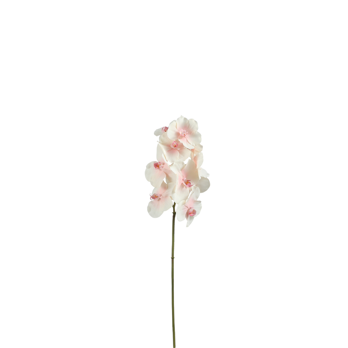 Orchidea Cymbidium H62
