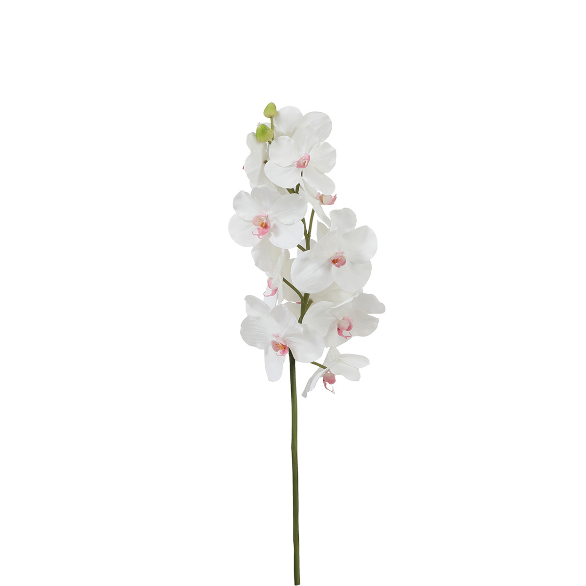 Tige d'Orchidée Bandailan