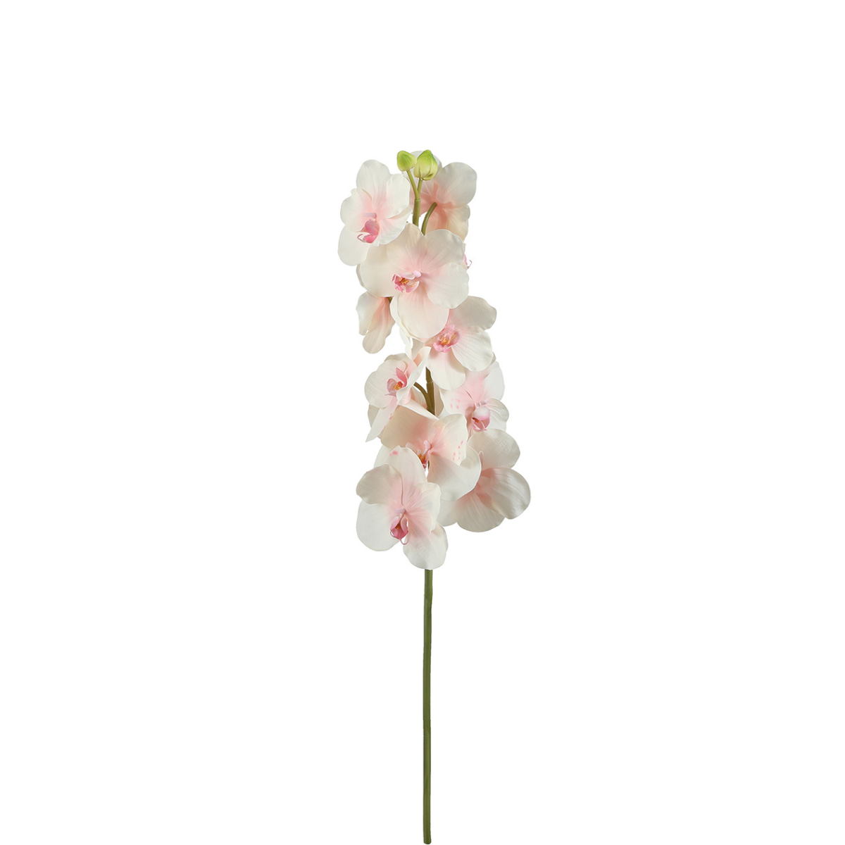 Orquídea Cymbidium H62