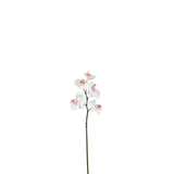 Phalaenopsis Orchid Stem
