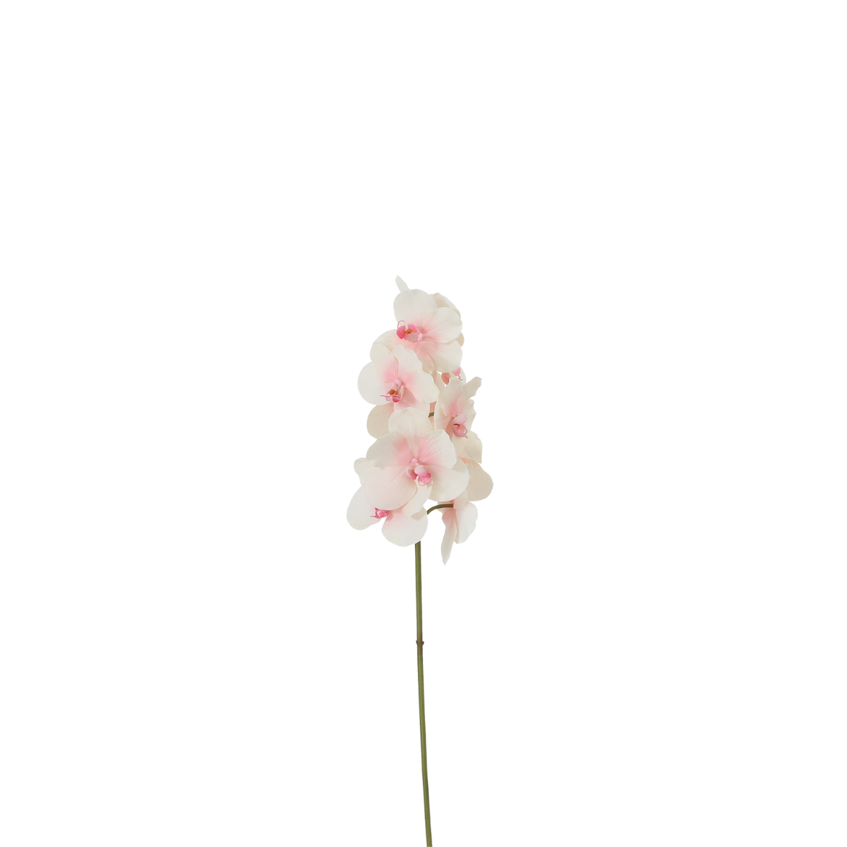 Tige d'Orchidée Phalaenopsis