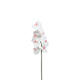 Phalaenopsis Orchid Stem
