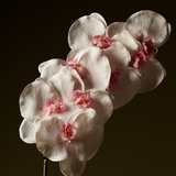 Phalaenopsis Orchid Stem