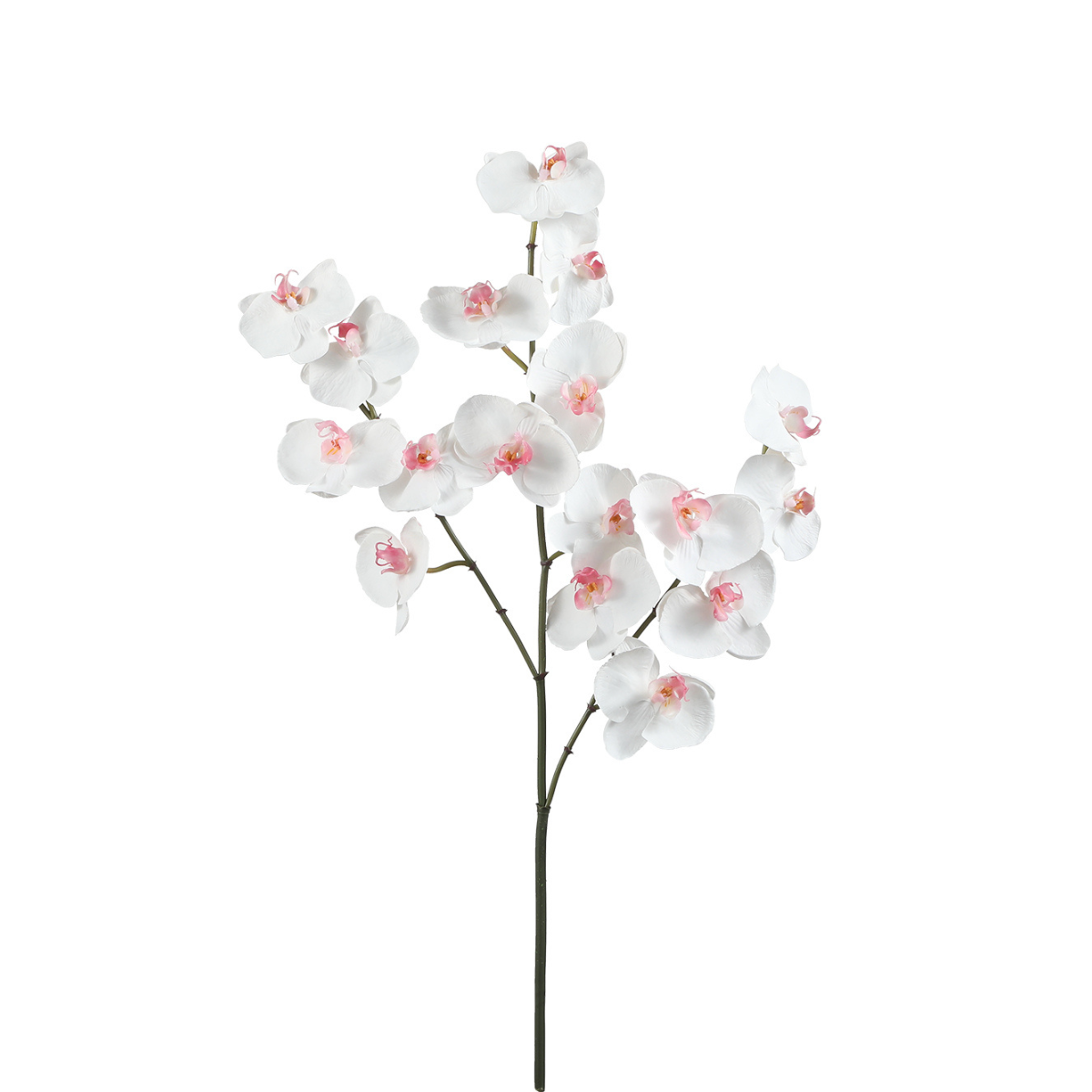Tige d'Orchidée Phalaenopsis