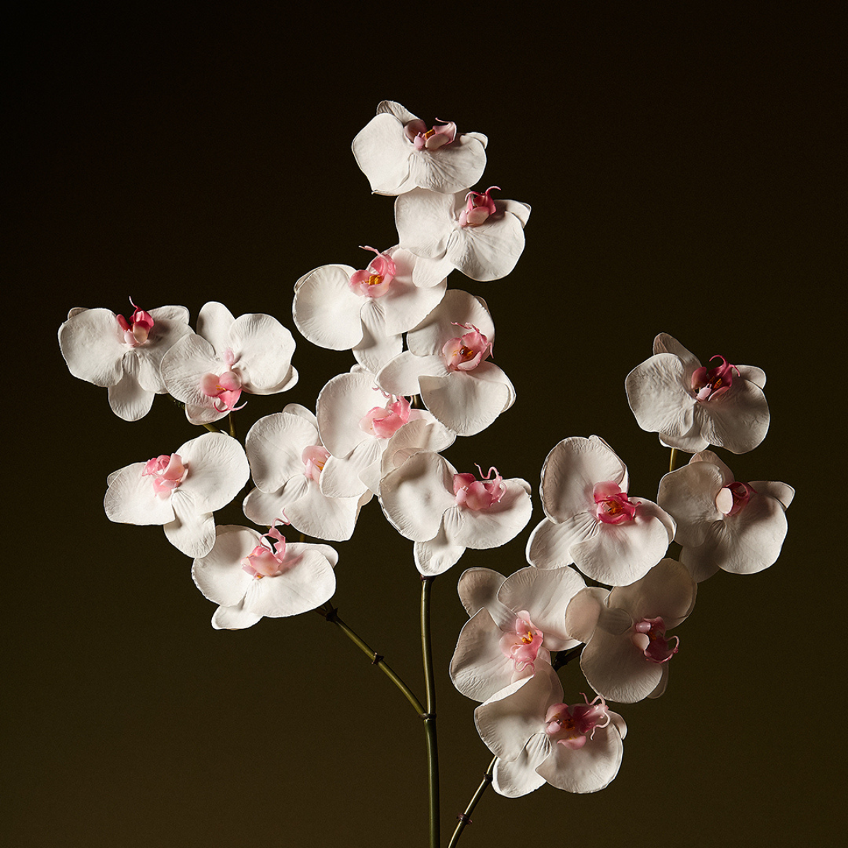 Orquídea Phalaenopsis FOREVER H47