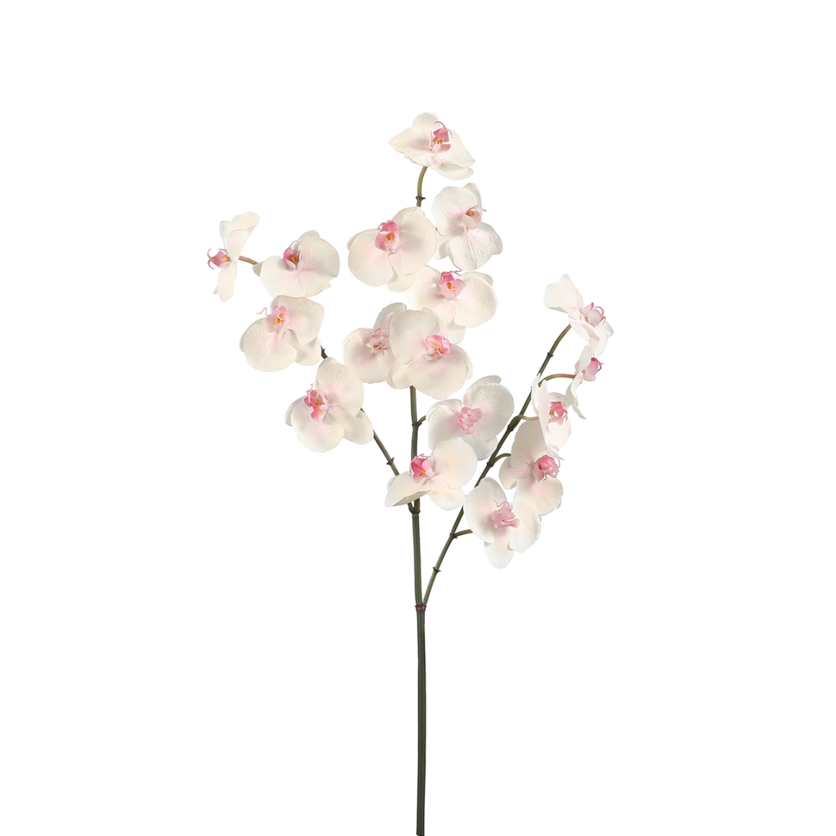 Orchidea Phalaenopsis FOREVER H47