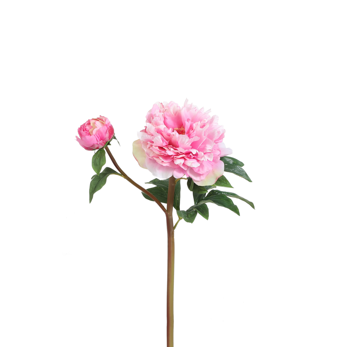 Tige de Pivoine