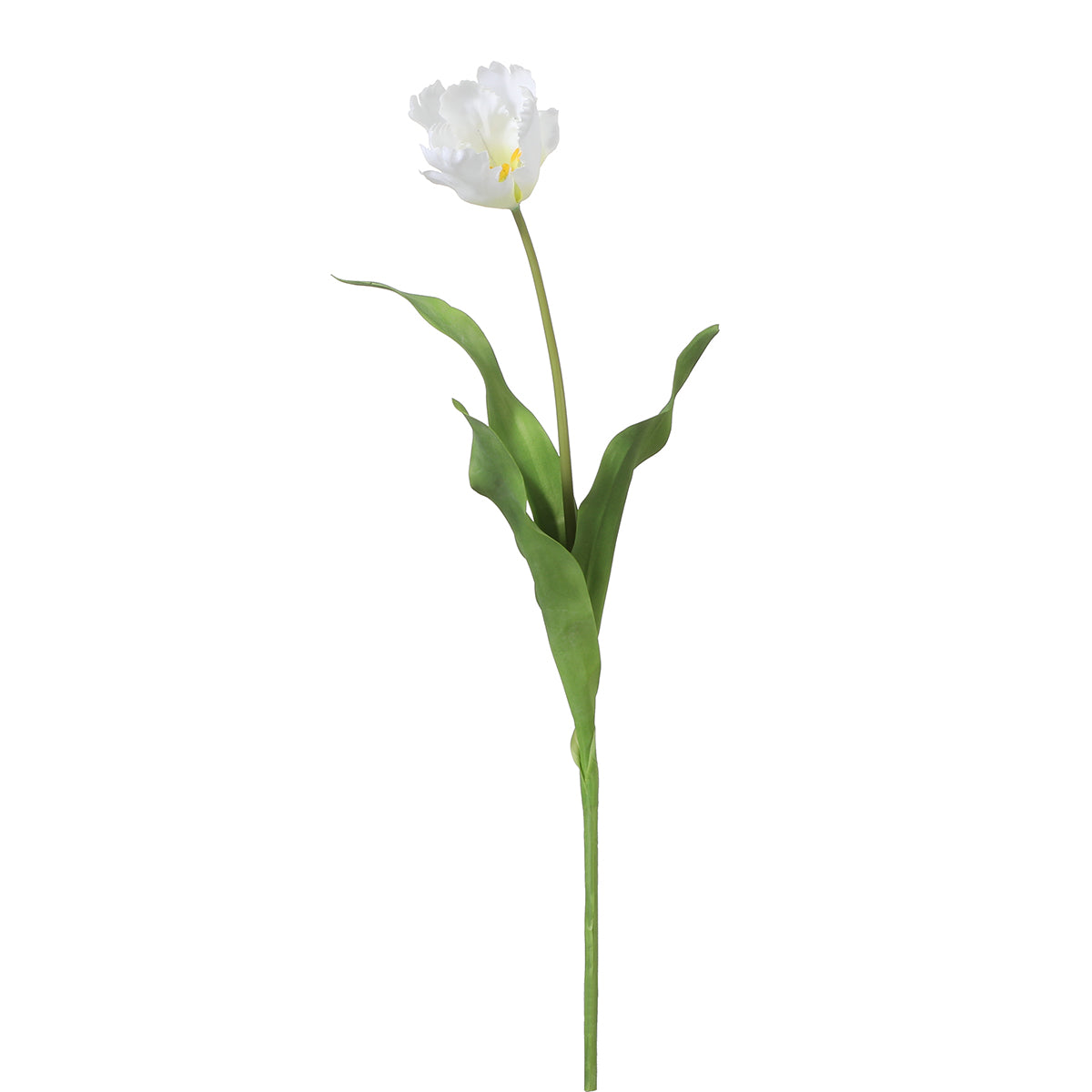 Tige de Tulipe Perroquet