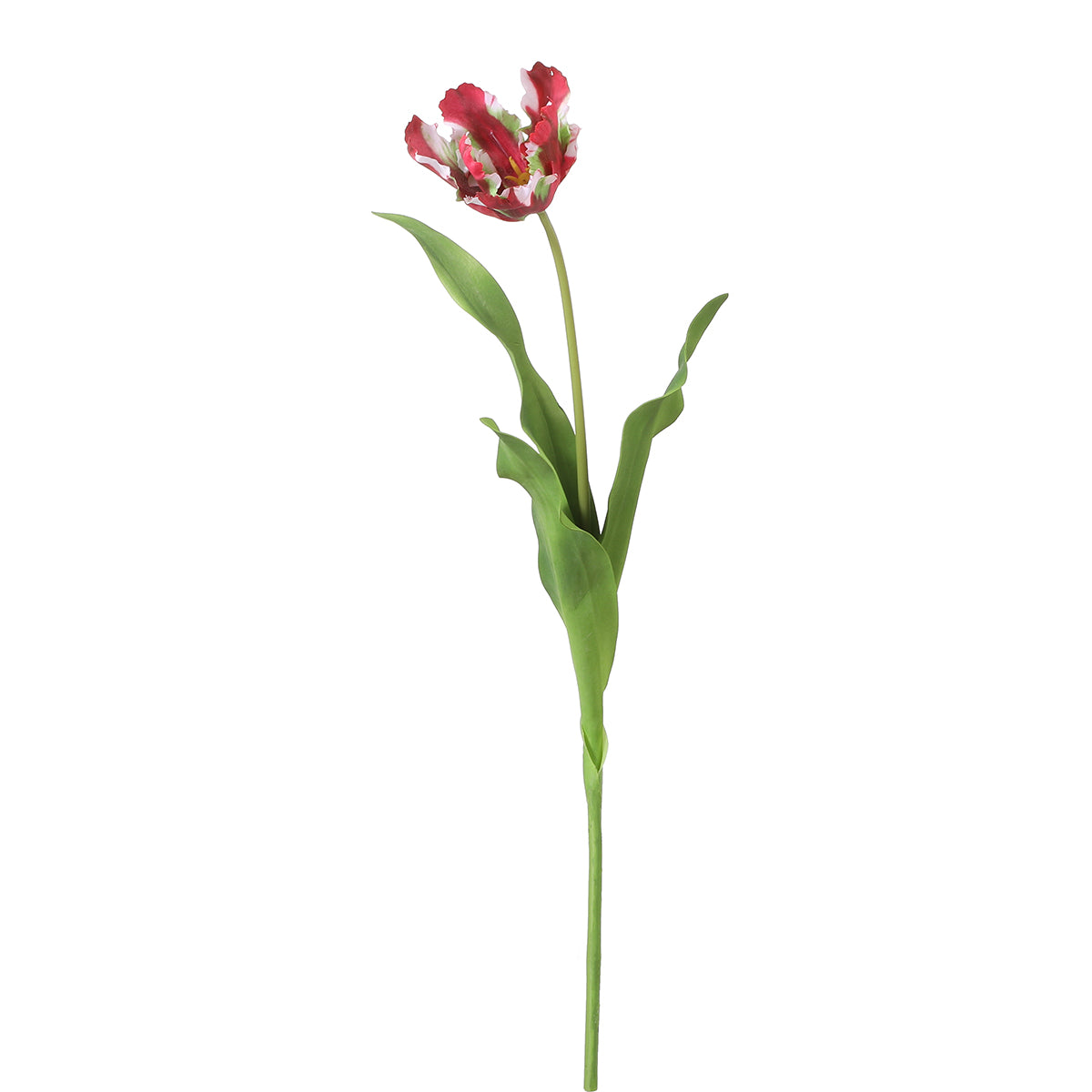 Tulipán PERROQUET