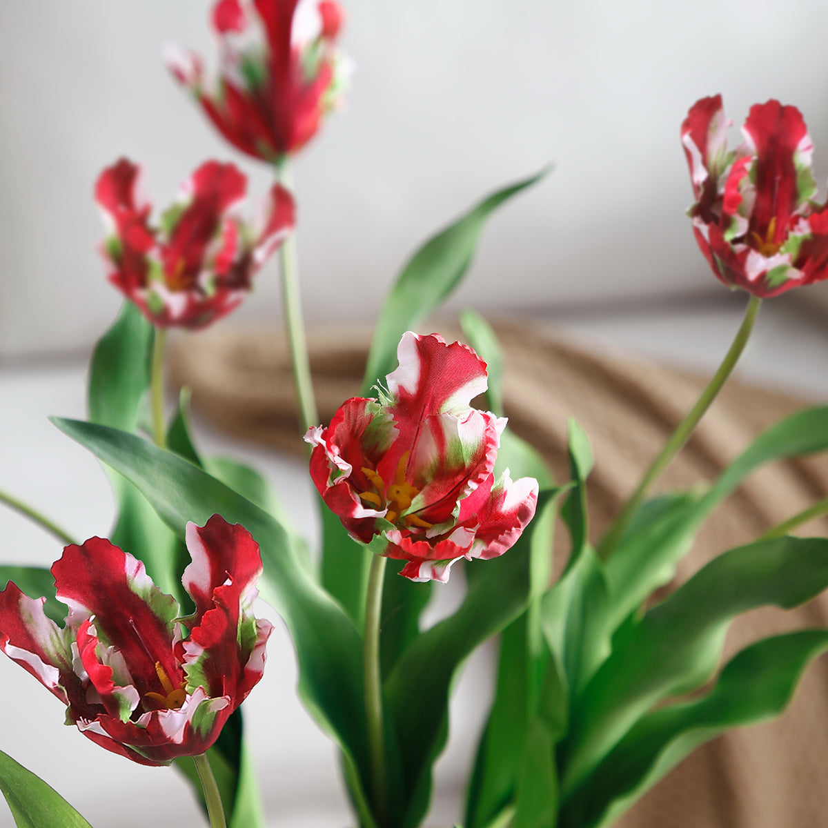 Tulipano PERROQUET