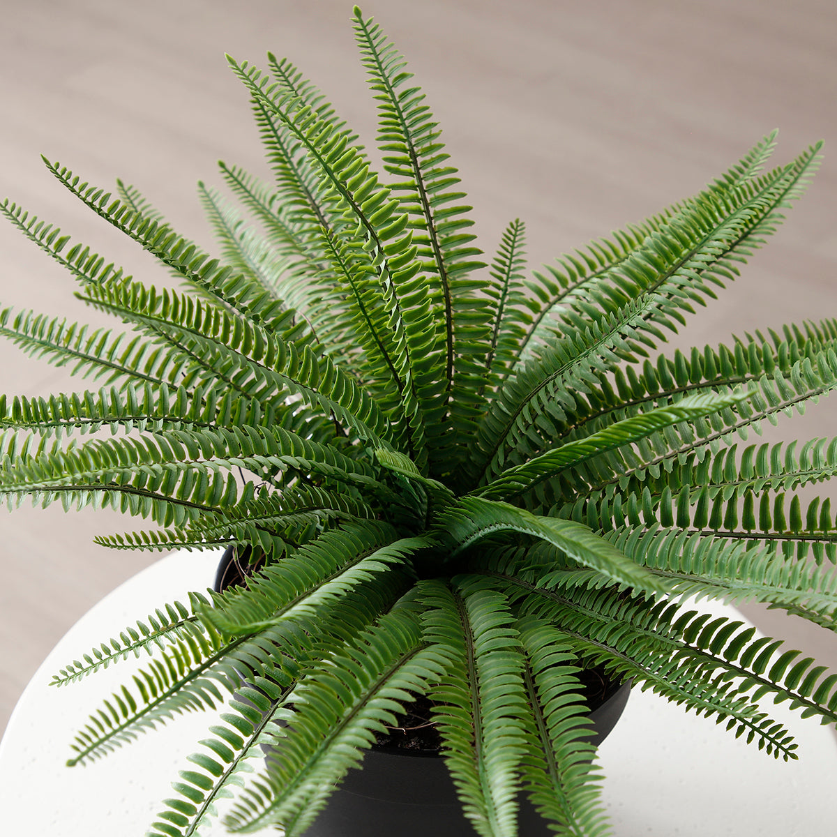 Kaiserkraft | Felce | Altezza 800 Mm | Vaso In Plastica Con Terra Foglie Verdi 90270976 Kaiserkraft | Felce | Altezza 800 Mm | Vaso In Plastica Con Terra Foglie Verdi 90270976