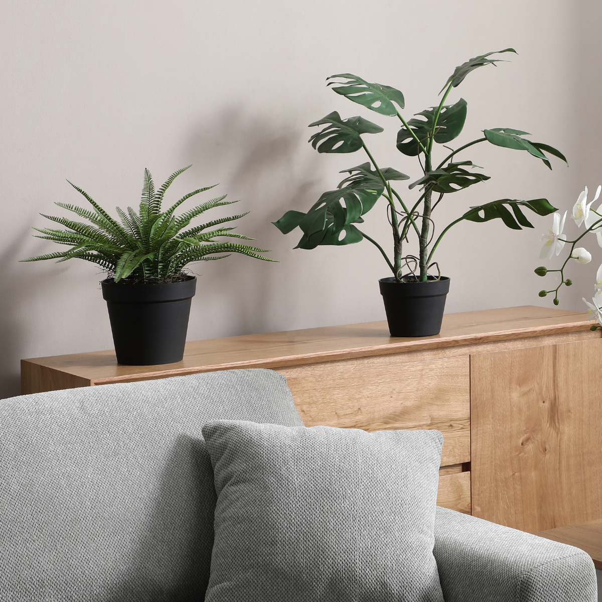 Arbusto de helecho en maceta