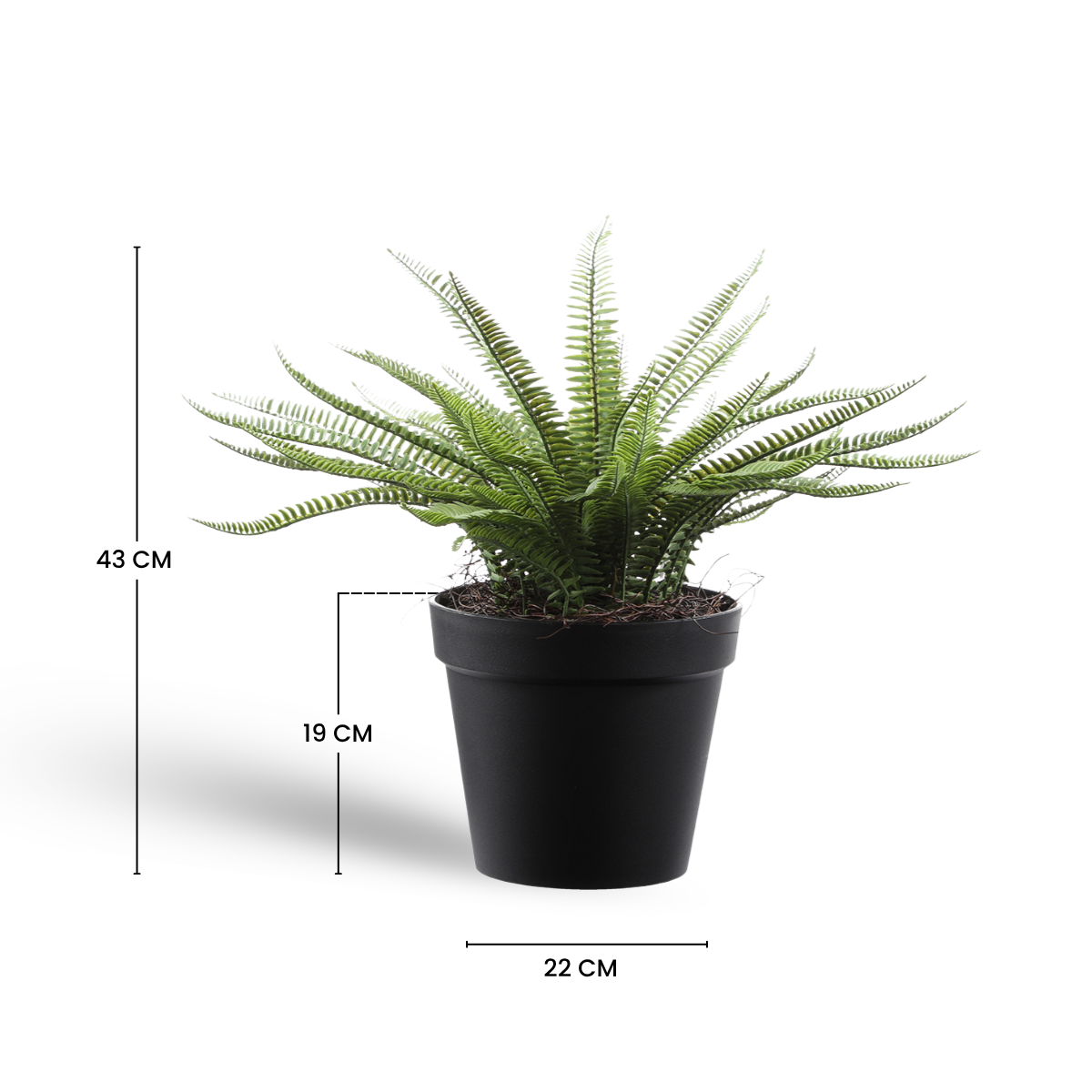 Arbusto de helecho en maceta