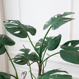 potted Monstera