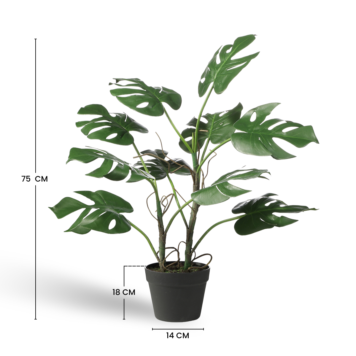 Monstera in vaso