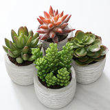 Succulentes en pot