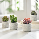 Succulentes en pot
