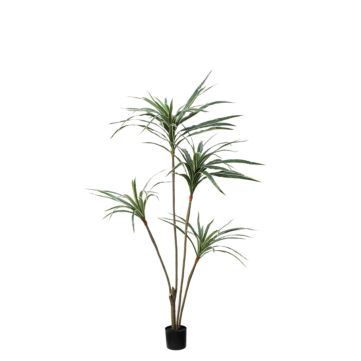 Arbre Yucca en Pot 155 cm