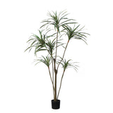 Yucca Tree in Pot 190 cm