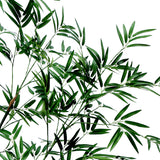 Bamboo Tree in Pot 210cm