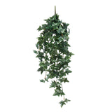 English Ivy Foliage