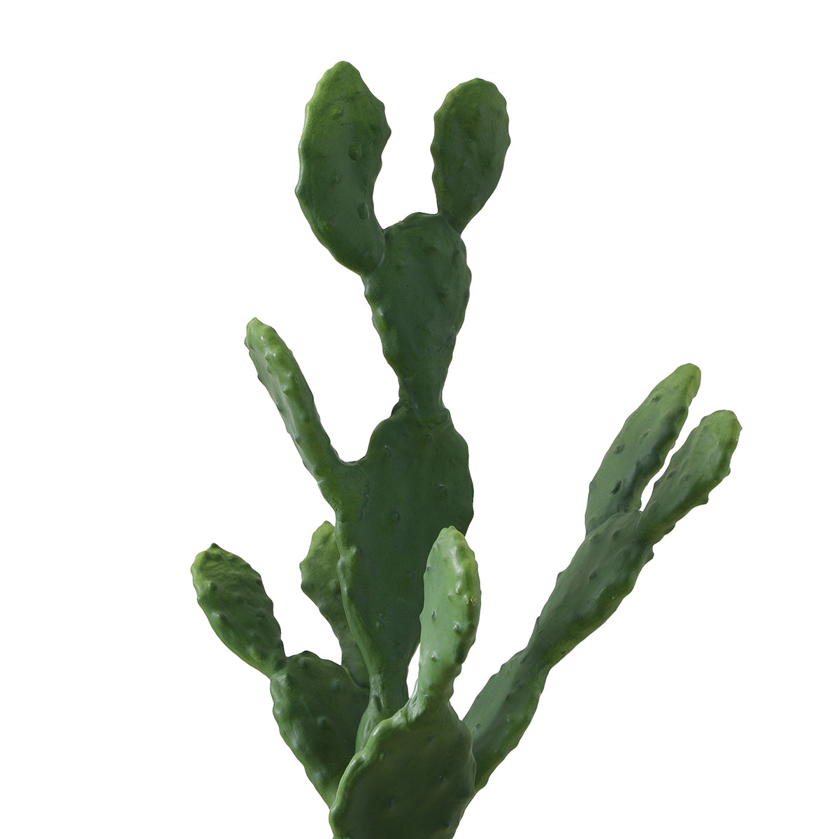 cactus en maceta