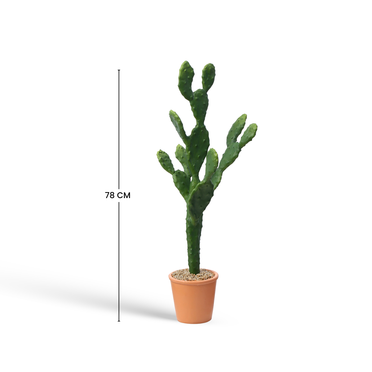 Cactus in vaso