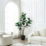 Rubber Tree in Pot 180 cm