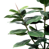 Rubber Tree in Pot 180 cm