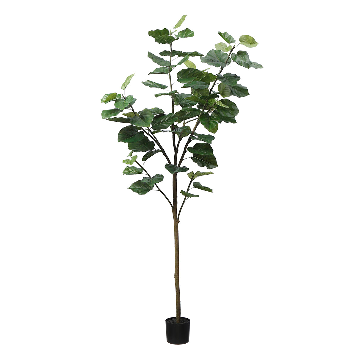 Ombrellone Ficus in vaso 210cm