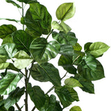 Ficus umbrella tree in pot 210cm