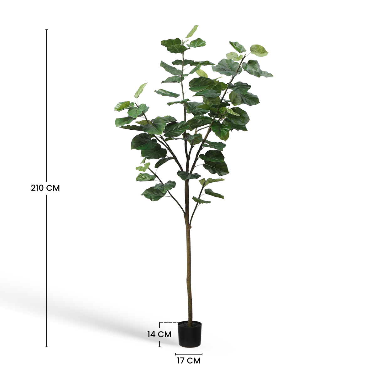 Arbre Ficus parapluie en pot 210cm