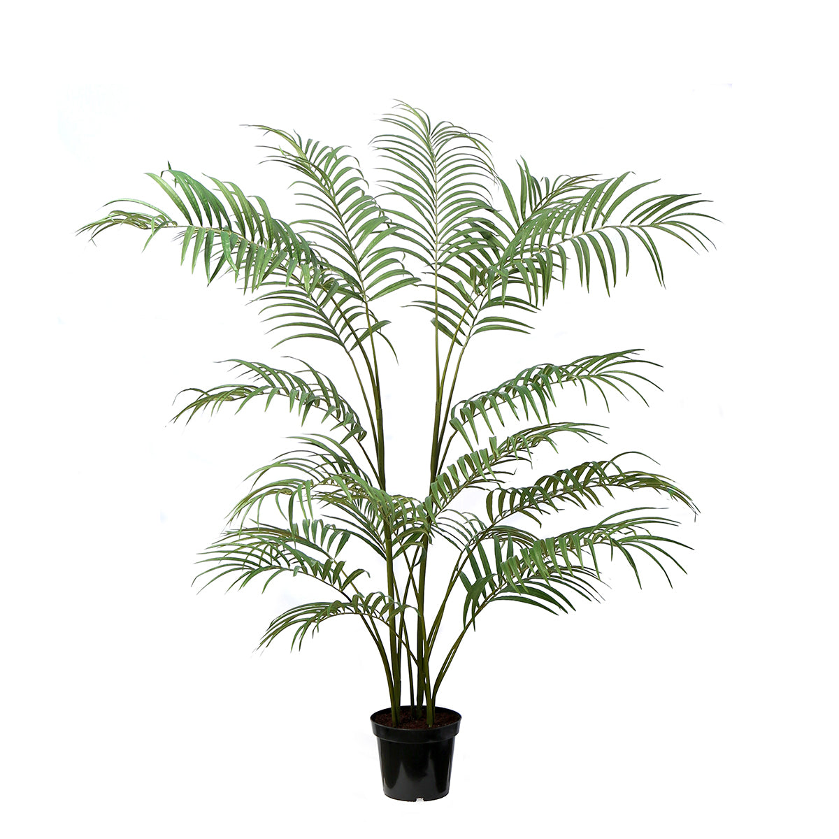 Arbre Palmier Areca en Pot 180 cm